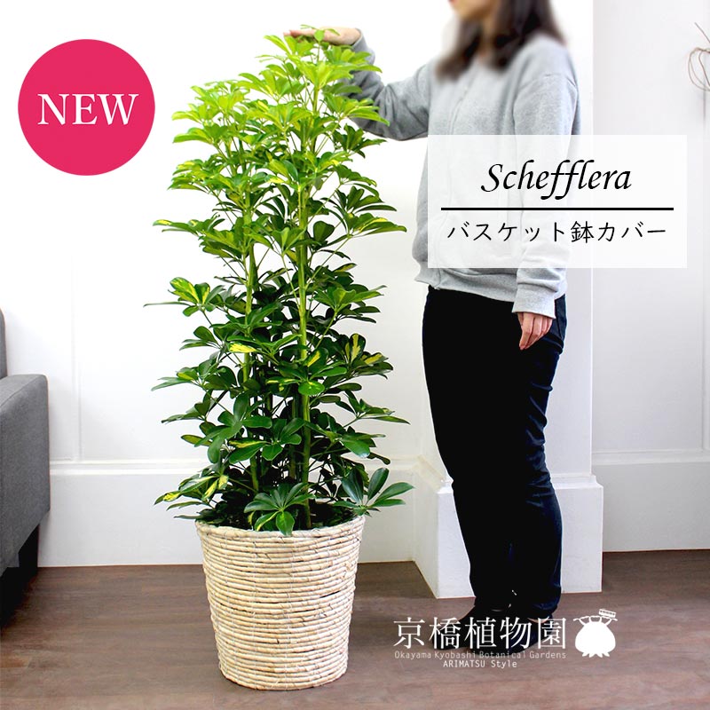 シェフレラ斑入り8号