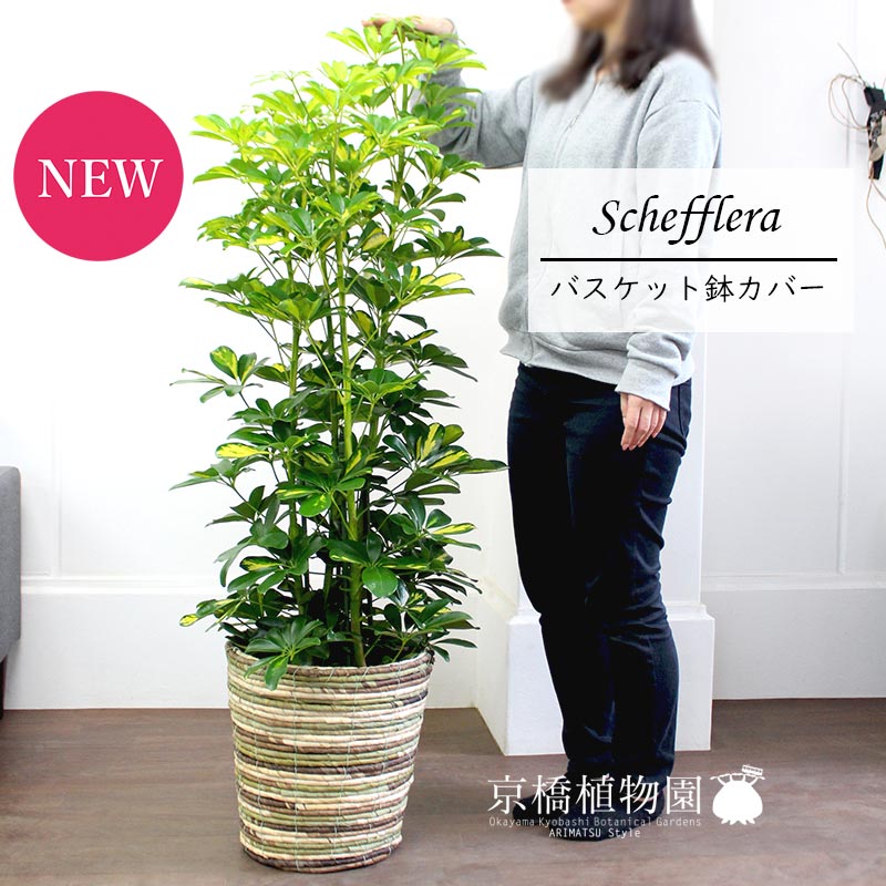 【SSクーポンあり】シェフレラ　斑入り　8号【バスケット鉢カバー付き/ミックス】【植物【大型】