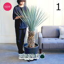 【現品】ユッカ・マルデヌベス var.リギダ 12号 黒鉢(1)【観葉植物/インテリア/おしゃれ/ナチュラル/鉢植え/贈り物/楽天/通販/特大サイズ/大型/ブラ...