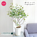 【現品】ユーカリ・ポプルネア/ポポラス 6号 白鉢(1〜5)【選べる観葉植物】【観葉植物/インテリア/おしゃれ/ナチュラル/鉢植え/贈り物/楽天/通販/ミドルサ...
