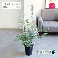 【現品】ユーカリ・シネレア/シルバードラー・ツリー(銀丸葉) 7号 黒鉢【選べる観葉植物】