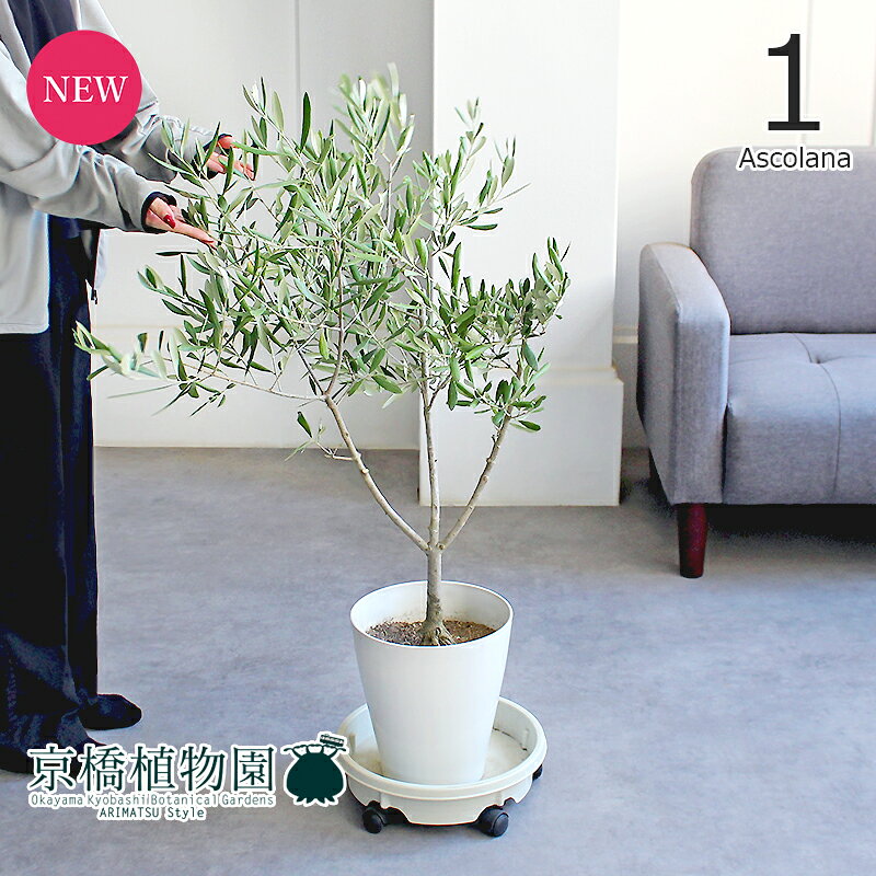 【現品】オリーブ　7号（1）アスコラーナ【観葉植物/インテリア/おしゃれ/ナチュラル/鉢植え/贈り物/楽天/通販/ミドルサイズ/白/ホワイト/育てやすい/人気商品/再入荷】