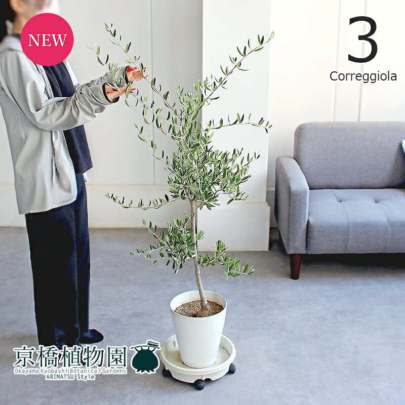 【現品】オリーブ　7号（3）コレッジョラ【観葉植物/インテリア/おしゃれ/ナチュラル/鉢植え/贈り物/楽天/通販/ミドルサイズ/白/ホワイト/育てやすい/人気商品/再入荷】
