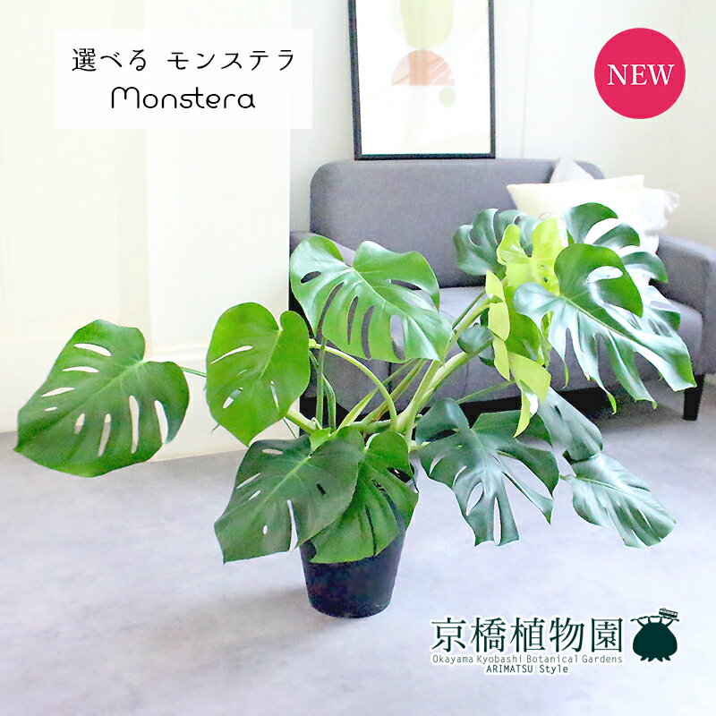 【マラソンクーポンあり】【現品】モンステラ　8号　黒セラアート鉢【選べる観葉植物】【観葉植物/インテリア/おしゃれ/ナチュラル/鉢植え/贈り物/楽天/通販/ミドルサイズ/育てやすい/人気商品/ブラック】
