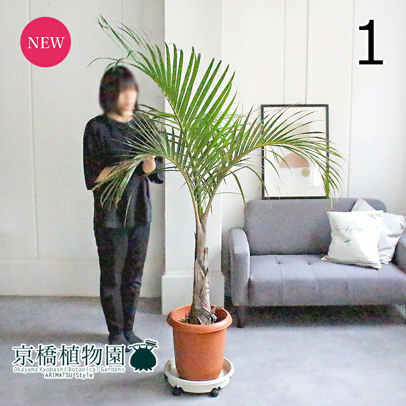 楽天市場】トックリヤシ(種類(植物)ヤシ)(観葉植物|花 楽天市場】トックリヤシ(種類(植物)ヤシ)(観葉植物|花