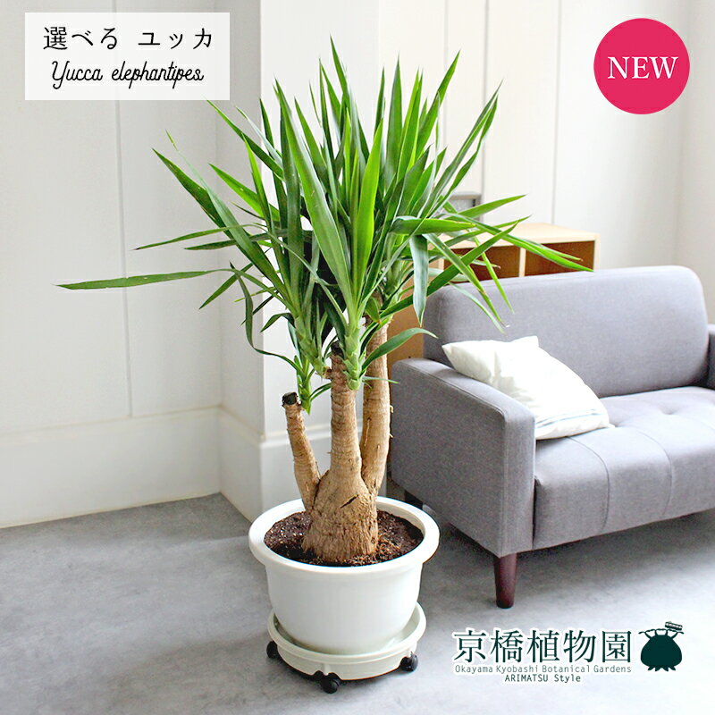 【現品】ユッカ・エレファンティペス　13号【選べる観葉植物】【観葉植物/インテリア/おしゃれ/ナチュラル/鉢植え/贈り物/楽天/通販/特大サイズ/ホワイト/白/ネイビー/紺/乾燥に強い/育てやすい/初心者/人気商品】