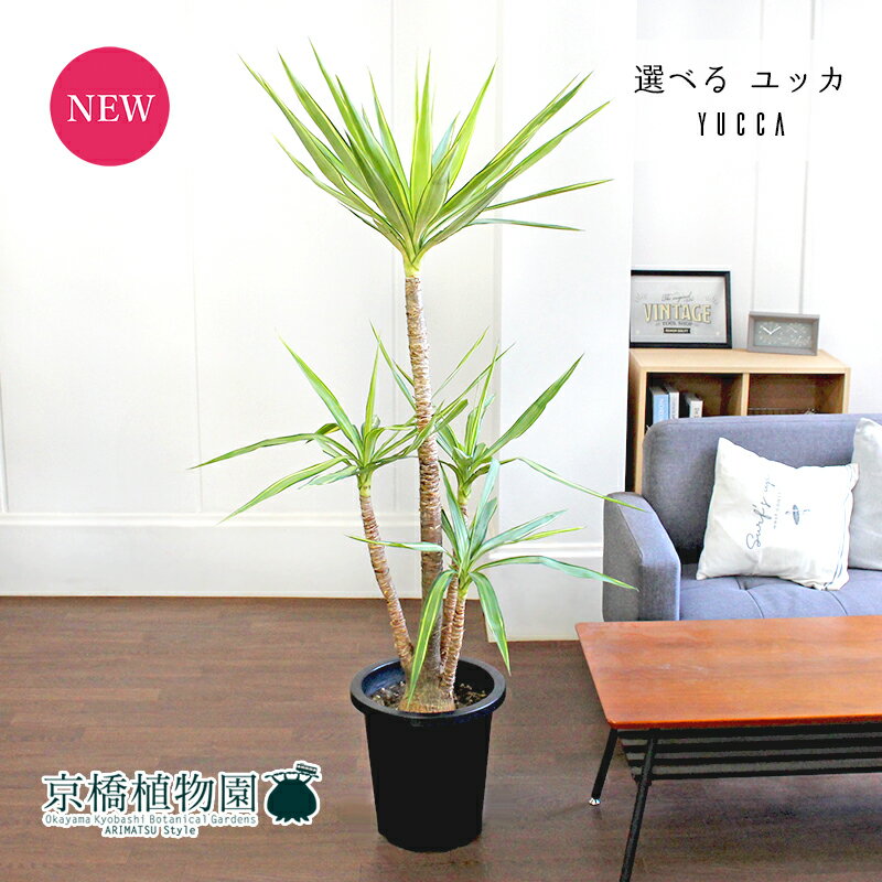 ユッカ 【現品】ユッカ（青年の木）斑入り　10号　紺鉢【選べる観葉植物】【観葉植物/インテリア/おしゃれ/ナチュラル/鉢植え/贈り物/楽天/通販/ラージサイズ/ネイビー/育てやすい/寒さに強い/人気商品】