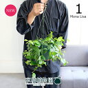 【現品】エスキナンサス 5号(1)モナリザ 緑鉢 吊り下げ【観葉植物/インテリア/おしゃれ/ナチュラル/鉢植え/贈り物/楽天/通販/スモールサイズ/グリーン/お...