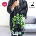 【現品】エスキナンサス 5号(2)タイピンク 緑鉢 吊り下げ【観葉植物/インテリア/おしゃれ/ナチュラル/鉢植え/贈り物/楽天/通販/スモールサイズ/グリーン/...