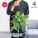 【現品】エスキナンサス 5号(4)レッドスター 緑鉢 吊り下げ【観葉植物/インテリア/おしゃれ/ナチュラル/鉢植え/贈り物/楽天/通販/スモールサイズ/グリーン...