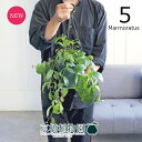 【現品】エスキナンサス 5号(5)マルモラタス 緑鉢 吊り下げ【観葉植物/インテリア/おしゃれ/ナチュラル/鉢植え/贈り物/楽天/通販/スモールサイズ/グリーン...