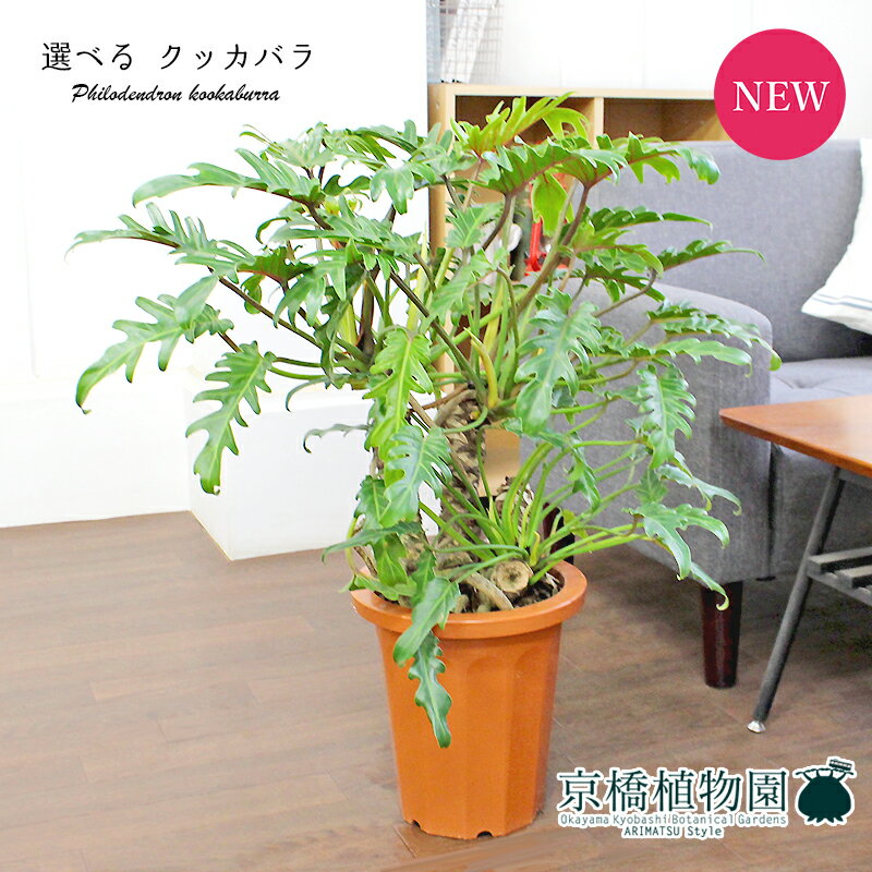 【マラソンクーポンあり】【現品】クッカバラ　幹立ち　8号　茶鉢【選べる観葉植物】【観葉植物/インテリア/おしゃれ/ナチュラル/鉢植え/贈り物/楽天/通販/ミドルサイズ/ブラウン/育てやすい/ギフト/プレゼント】