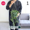 【現品】ペペロミア・アングラータ/アングリータ 5号 緑鉢 吊り下げ(1)【観葉植物/インテリア/おしゃれ/ナチュラル/鉢植え/贈り物/楽天/通販/スモールサイ...