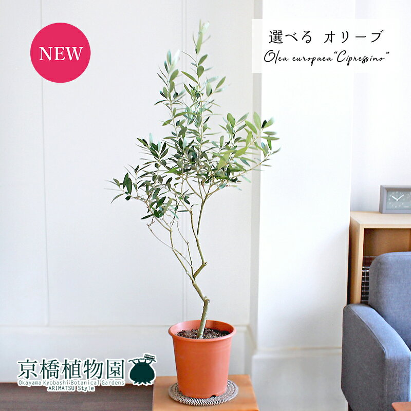 オリーブ 【現品】オリーブ　6号　シプレッシーノ/チプレッシーノ　茶鉢（6～10）【選べる観葉植物】【観葉植物/インテリア/おしゃれ/ナチュラル/鉢植え/贈り物/楽天/通販/ミドルサイズ/ブラウン/育てやすい/人気商品】