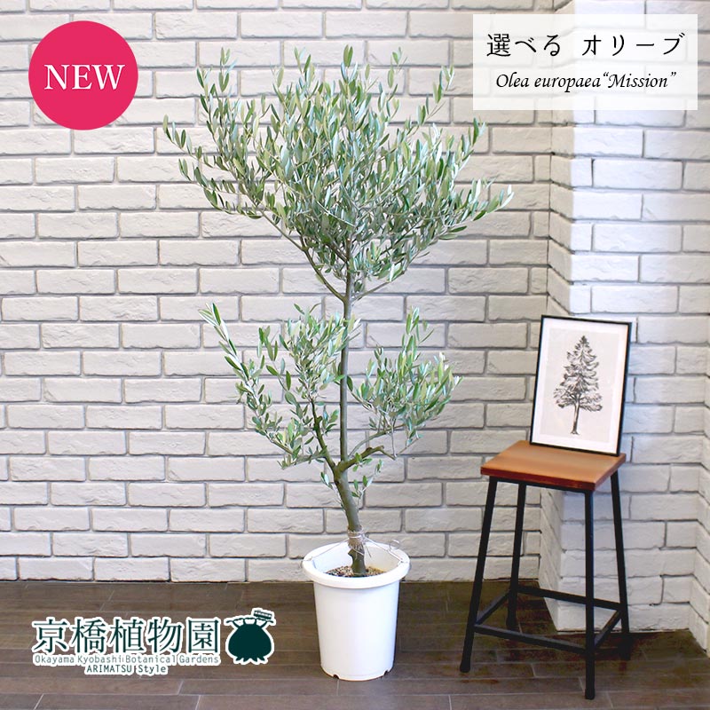 【現品】オリーブ　8号　ミッション　白鉢（1〜5）【選べる観葉植物】【観葉植物/インテリア/おしゃれ/ナチュラル/鉢植え/贈り物/楽天/通販/ミドルサイズ/育てやすい/人気商品/ホワイト】