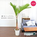 ヤシ 【現品】トックリヤシ/トックリ椰子　10号　白鉢（1～5）【選べる観葉植物】【観葉植物/インテリア/おしゃれ/ナチュラル/鉢植え/贈り物/楽天/通販/ラージサイズ/尺鉢/大型/ホワイト/人気商品】