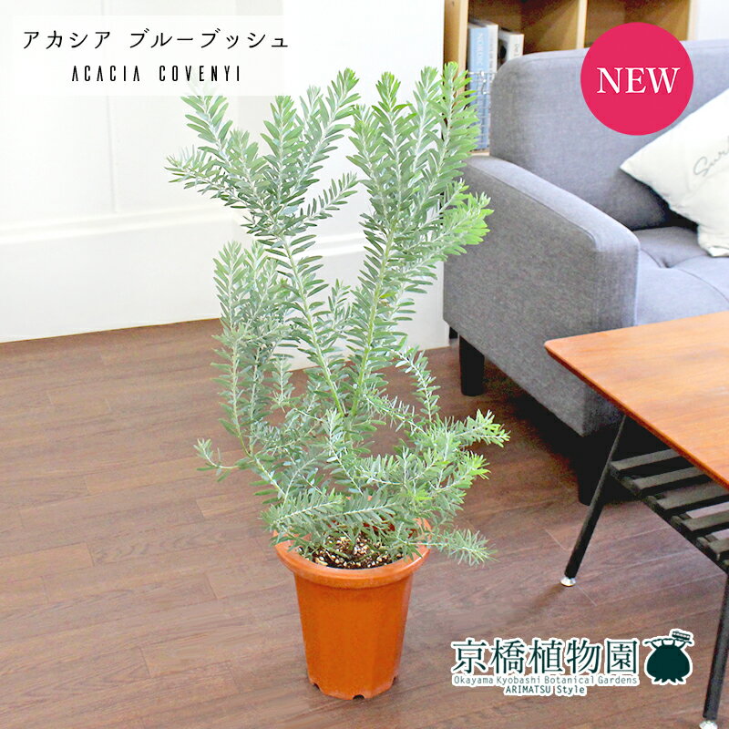 楽天花のアリマツ楽天市場支店【SSクーポンあり】アカシア・ブルーブッシュ　7号　茶鉢【観葉植物/インテリア/おしゃれ/ナチュラル/鉢植え/贈り物/楽天/通販/ミドルサイズ/ブラウン/寒さに強い/人気商品/ギフト/プレゼント】【大型】