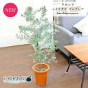 【15日はP5倍!】【マラソンクーポン有!】アカシア・ベイリアナプルプレア 7号 茶鉢【観葉植物/インテリア/おしゃれ/ナチュラル/鉢植え/贈り物/楽天/通販/...