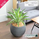 アガベ・ベネズエラ 8号【バルーン鉢カバー付き/アンティークブラウン】【ミドルサイズ】