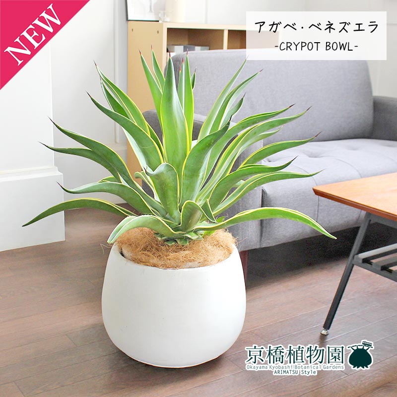 【マラソンクーポン発行中！】アガベ・ベネズエラ 8号【クレイポット ボール鉢カバー付き/ホワイト】【植物 インテリア おしゃれ 人気 引越し祝い 開店祝い 新築祝い お祝い 楽天 通販 鉢植え観葉 ギフト プレゼント】