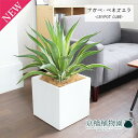 アガベ・ベネズエラ 8号【クレイポットキューブ鉢カバー付き/ホワイト】【ミドルサイズ】