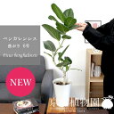 【15日はP5倍!】【マラソンクーポン有!】フィカス ベンガレンシス 6号 曲がり 白鉢【ミドルサイズ/インテリア/お祝い/開店祝い/引越祝い/新築祝い/ギフト...