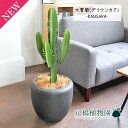 【15日はP5倍!】【マラソンクーポン有!】大雲閣(ダイウンカク)7号【カンサラ鉢カバー付き/ブラック】【ミドルサイズ/インテリア/お祝い/開店祝い/引越祝い/...