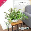 【15日はP5倍!】【マラソンクーポン有!】エスキナンサス マルメラータ 6号【観葉植物 吊り下げ 植物 インテリア おしゃれ 人気 引越し祝い 開店祝い 新築...