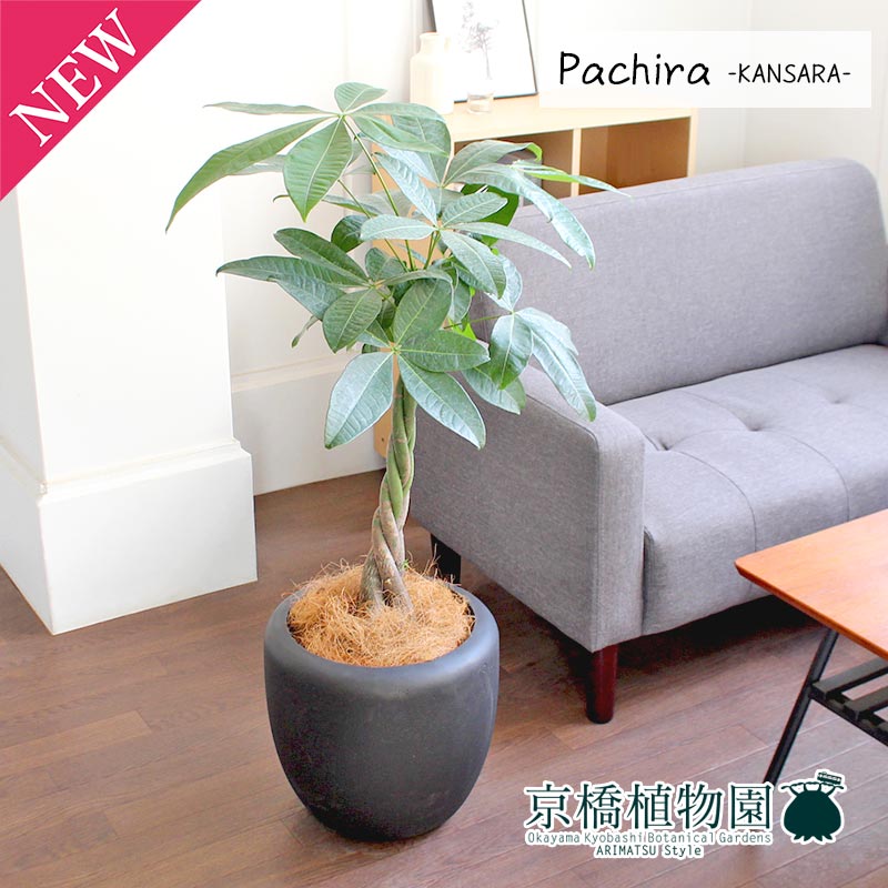 【30日はP5倍！】パキラ7号【カンサラ鉢カバー付き/ブラック】【ミドルサイズ/インテリア/お祝い/開店祝い/引越祝い/新築祝い/ギフト/プレゼント/育てやすい/観葉植物/楽天/通販/大型】