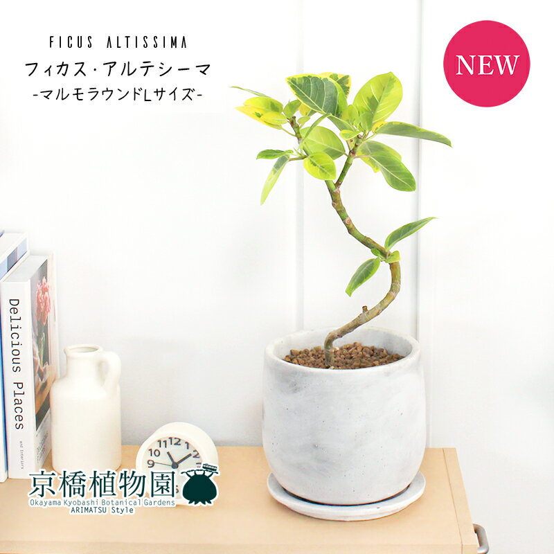 【マラソンクーポン有】【マルモラウンドLサイズ/受け皿付き】フィカス・アルテシーマ　曲がり【おしゃれなモルタル製鉢】【スタイリッシュ】4G