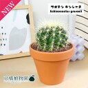 サボテン 金鯱(キンシャチ) 3.5号【植物 インテリア おしゃれ 人気 引越し祝い 開店祝い 新築祝い お祝い 楽天 通販 鉢植え観葉 ギフト プレゼント ス...