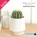 【オルガバンブーL/ホワイト】サボテン 金鯱(キンシャチ)【受け皿付き】4G【観葉植物/インテリア/おしゃれ/ナチュラル/鉢植え/贈り物/楽天/通販/スモールサ...