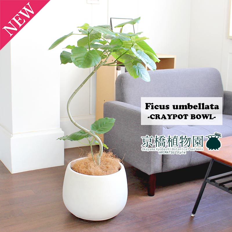 【マラソンクーポンあり】フィカス・ウンベラータ曲がり 7号【クレイポットボール：ホワイト】【ミドルサイズ】【大型】のサムネイル