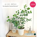 【15日はP5倍!】【マラソンクーポン有!】ユーカリ・ポプルネア/ポポラス 5号【観葉植物/インテリア/おしゃれ/ナチュラル/鉢植え/贈り物/楽天/通販/スモー...