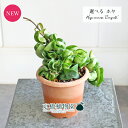 【現品】ホヤ・コンパクタ 4.5号 茶鉢(11〜15)【選べる観葉植物】【観葉植物/インテリア/おしゃれ/ナチュラル/鉢植え/贈り物/楽天/通販/スモールサイズ...