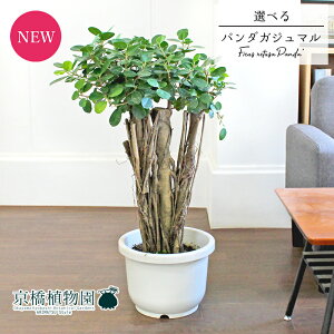 【現品】パンダガジュマル/フィカス・パンダ　気根　10号（小）【選べる観葉植物】【観葉植物/インテリア/おしゃれ/ナチュラル/鉢植え/贈り物/楽天/通販/人気商品/ラージサイズ/白/ホワイト/育てやすい/初心者】