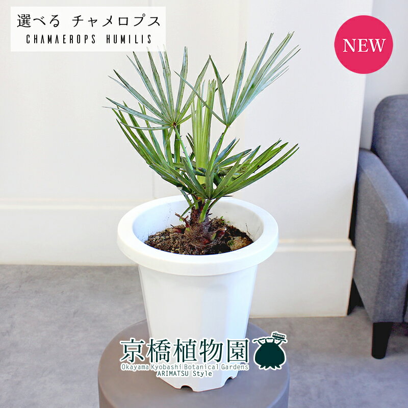 楽天市場】植物 シルバーリーフ(種類(植物)ヤシ)の通販 楽天市場】植物 シルバーリーフ(種類(植物)ヤシ)の通販