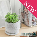 【30日はP5倍!】【ロゼッタボウルSサイズ/ホワイト】ハーブ アロマティカス【受け皿付き】【ころんとしたモルタル製鉢】