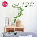 【ナチュラルバスケット鉢カバー】フィカス ベンガレンシス 6号 曲がり【受け皿付】【ミドルサイズ/インテリア/お祝い/開店祝い/引越祝い/新築祝い/ギフト/プレ...