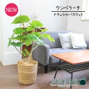 【15日はP5倍!】【マラソンクーポン有!】【ナチュラルバスケット鉢カバー】ウンベラータ 7号【受け皿付】【ハートリーフ/フィカス/ゴムノキ/ゴムの木/カゴ付/...
