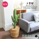 【ナチュラルバスケット鉢カバー】大雲閣(ダイウンカク)7号【受け皿付】【ミドルサイズ/インテリア/お祝い/開店祝い/引越祝い/新築祝い/ギフト/プレゼント/育て...