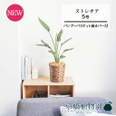 【15日はP5倍!】【マラソンクーポン有!】【バンブーバスケット鉢カバー】ストレチア/ストレリチア・レギネ 5号【受け皿付】【スモールサイズ/竹製/カゴ付/ブラ...