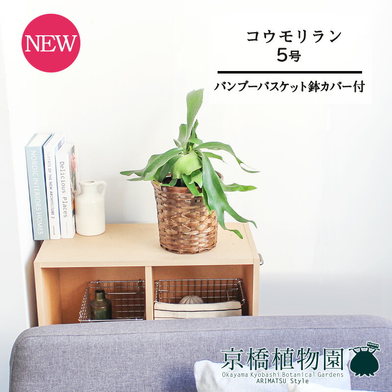 【30日はP5倍！】【バンブーバスケット鉢カバー】コウモリラン・ビフルカツム　5号【受け皿付】【ビカクシダ】【スモールサイズ/竹製/カゴ付/ブラウン/ギフト/プレゼント/お祝い/育てやすい/観葉植物/楽天/通販】