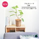 【バンブーバスケット鉢カバー】アルテシーマ 5号【受け皿付】【スモールサイズ/竹製/カゴ付/ブラウン/ギフト/プレゼント/お祝い/育てやすい/観葉植物/楽天/通...