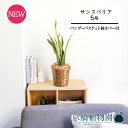 【25日はP5倍!】【マラソンクーポン有!】【バンブーバスケット鉢カバー】サンスベリア・ローレンチ 5号【受け皿付】【スモールサイズ/竹製/カゴ付/ブラウン/ギ...