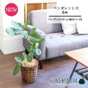 【バンブーバスケット鉢カバー】フィカス・ベンガレンシス 6号 曲がり【受け皿付】【ミドルサイズ/竹製/カゴ付/ブラウン/ギフト/プレゼント/お祝い/育てやすい/...
