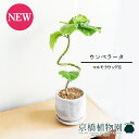 【マルモラウンドM】ウンベラータ 曲がり【受け皿付き】4G【観葉植物 フィカス ゴムノキ スモールサイズ インテリア おしゃれ 人気 引越し祝い 開店祝い 新築...