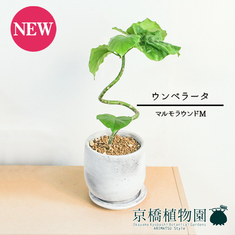 【マラソンクーポン有！】【マルモラウンドM】ウンベラータ　曲がり【受け皿付き】4G【観葉植物 フィカス ゴムノキ スモールサイズ インテリア おしゃれ 人気 引越し祝い 開店祝い 新築祝い お祝い 楽天 通販 観葉 ギフト プレゼント】