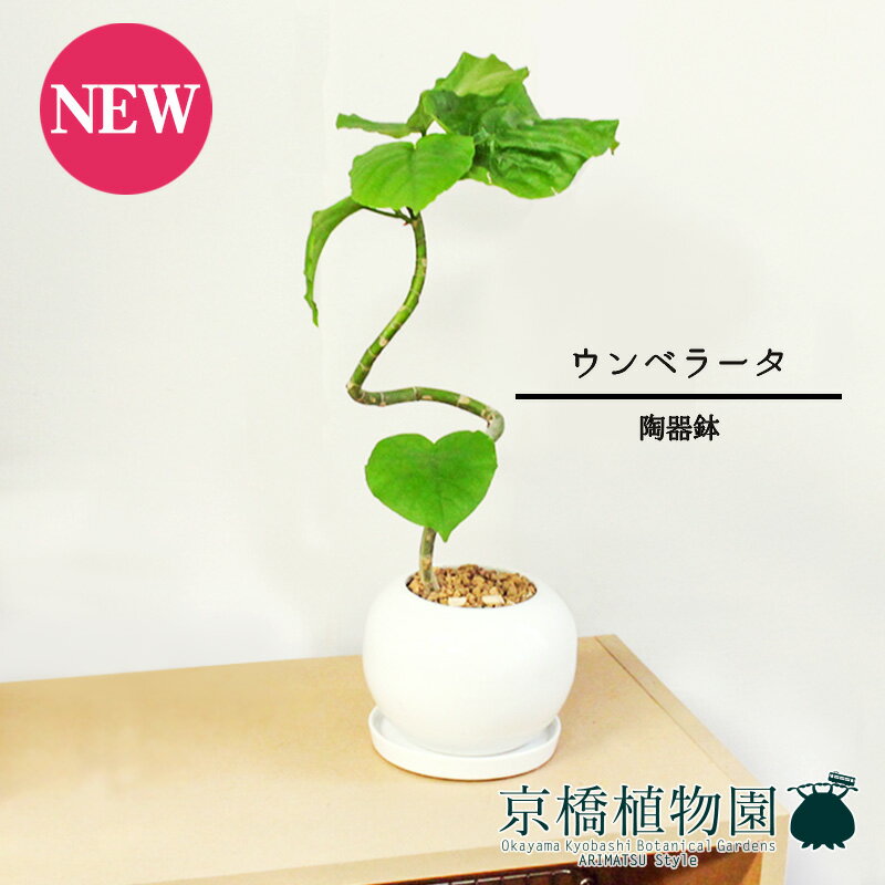 ウンベラータ 【マラソンクーポン有！】【陶器鉢】ウンベラータ　曲がり【受け皿付き】4G【観葉植物 フィカス ゴムノキ スモールサイズ インテリア おしゃれ 人気 引越し祝い 開店祝い 新築祝い お祝い 楽天 通販 観葉 ギフト プレゼント】