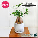 【マルモラウンドS】ガジュマル【受け皿付き】4G【観葉植物 インテリア おしゃれ 人気 引越し祝い 開店祝い 新築祝い お祝い 楽天 通販 観葉 ギフト プレゼ...